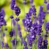 Lavender Angustifolia Vera