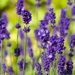 Lavender Angustifolia Vera