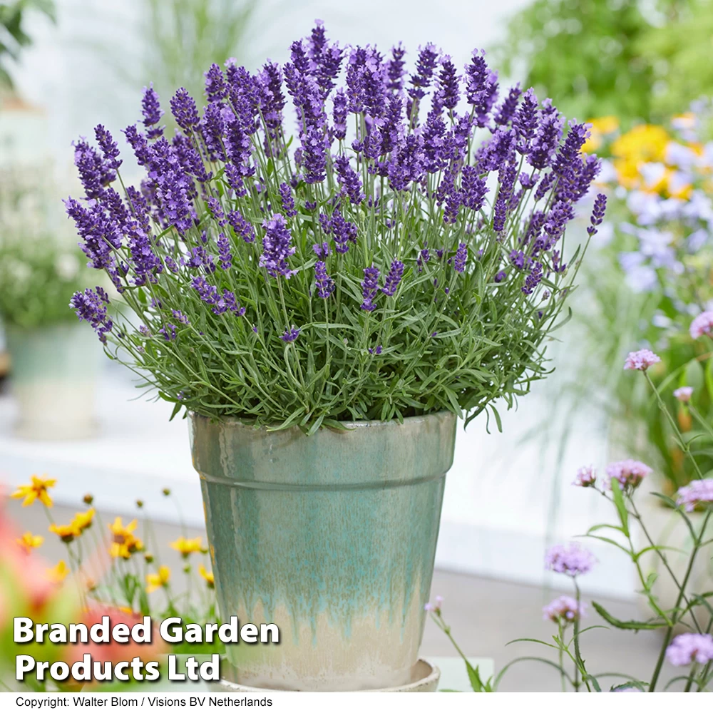 Lavender 'BeeZee® Power Blue' 1 Lavender 'BeeZee® Power Blue'