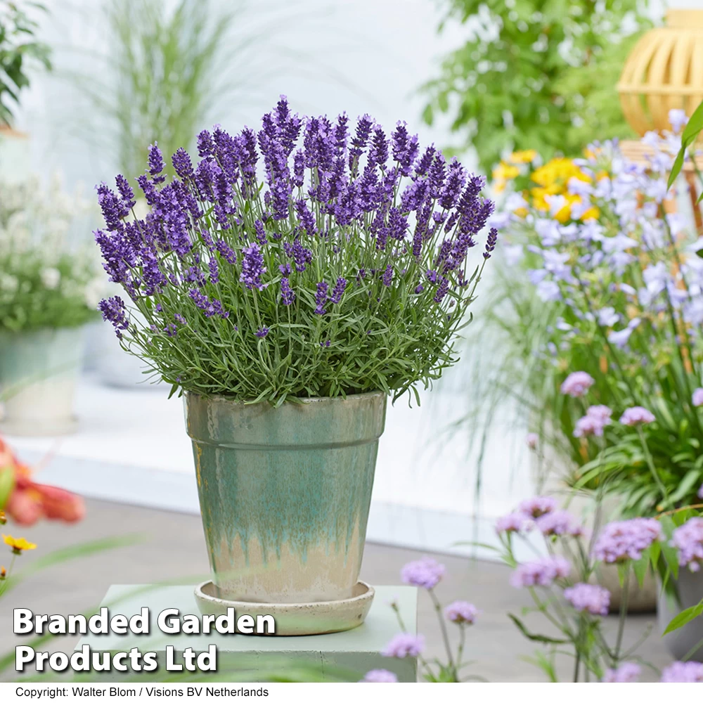 Lavender 'BeeZee® Power Blue' 2 Lavender 'BeeZee® Power Blue' - Image 2