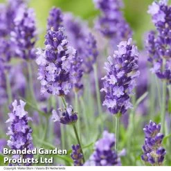Lavender 'BeeZee® Dark Blue' -Dobies LAVE BEEZEEDBL S255841