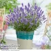 Lavender 'BeeZee® Light Blue'