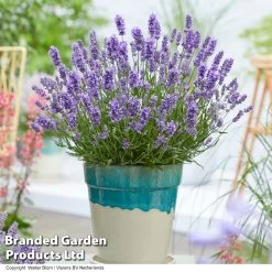 Lavender 'BeeZee® Light Blue'