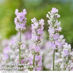 Lavender 'BeeZee® Soft Pink' 5 Lavender 'BeeZee® Soft Pink' -Dobies LAVE BEEZEEPIN S255901