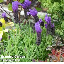 Lavender 'Bluestar' (French)
