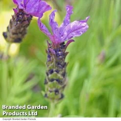 Lavender 'Bluestar' (French) -Dobies LAVE BLUESTAR T40037