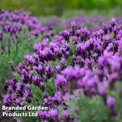 Lavandula × Intermedia 'Dutch Group' -Dobies LAVE DEVONCOMP L231871