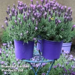 Lavandula × Intermedia 'Dutch Group' -Dobies LAVE DEVONCOMP L23189
