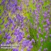 Lavender Duo Hidcote & Munstead