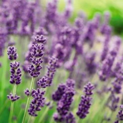 Lavender Plants - Munstead