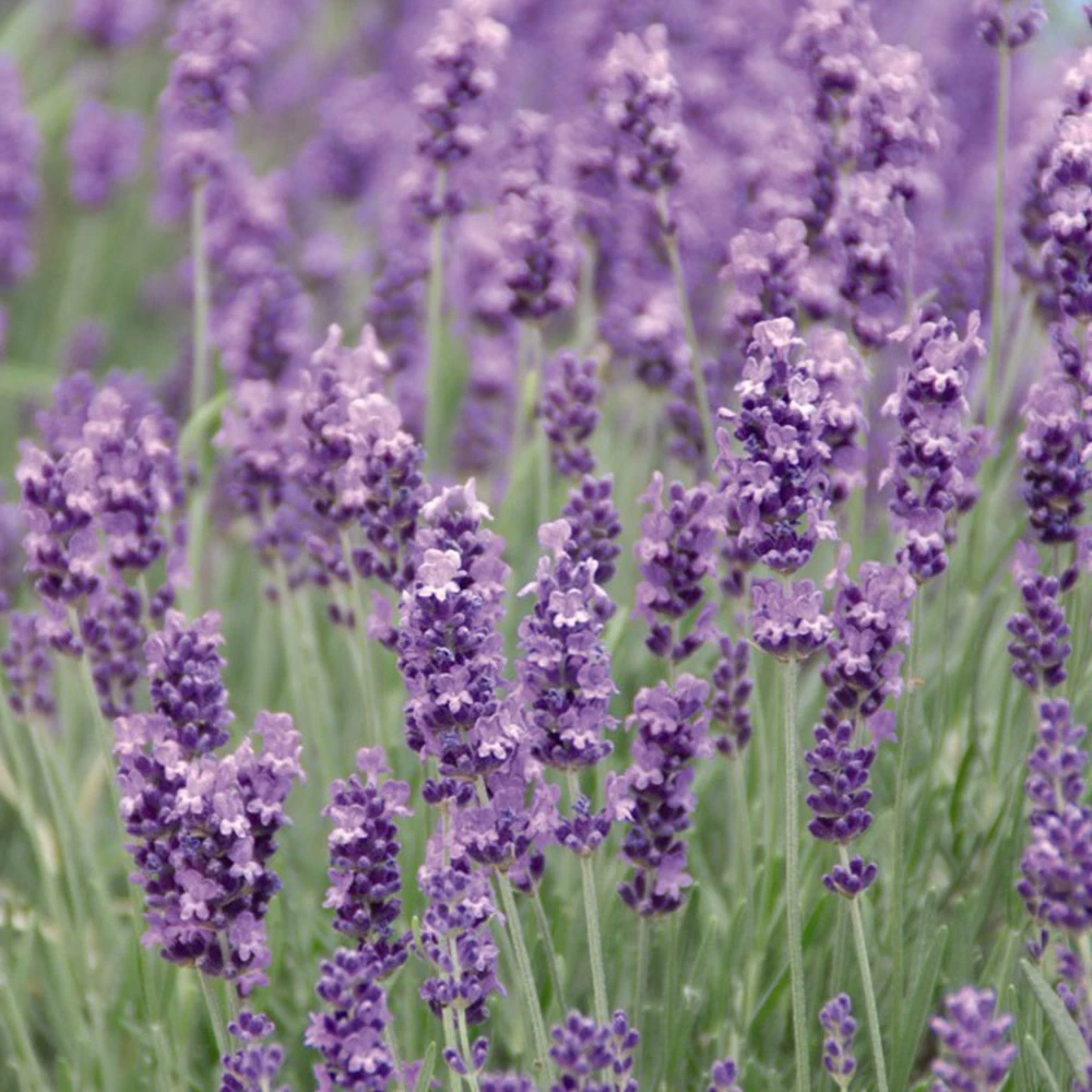 Lavender Plants - Munstead 4 Lavender Plants - Munstead - Image 4