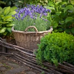 Lavender Plants - Munstead 9 Lavender Plants - Munstead -Dobies LAVE MUNSTEAD L22389