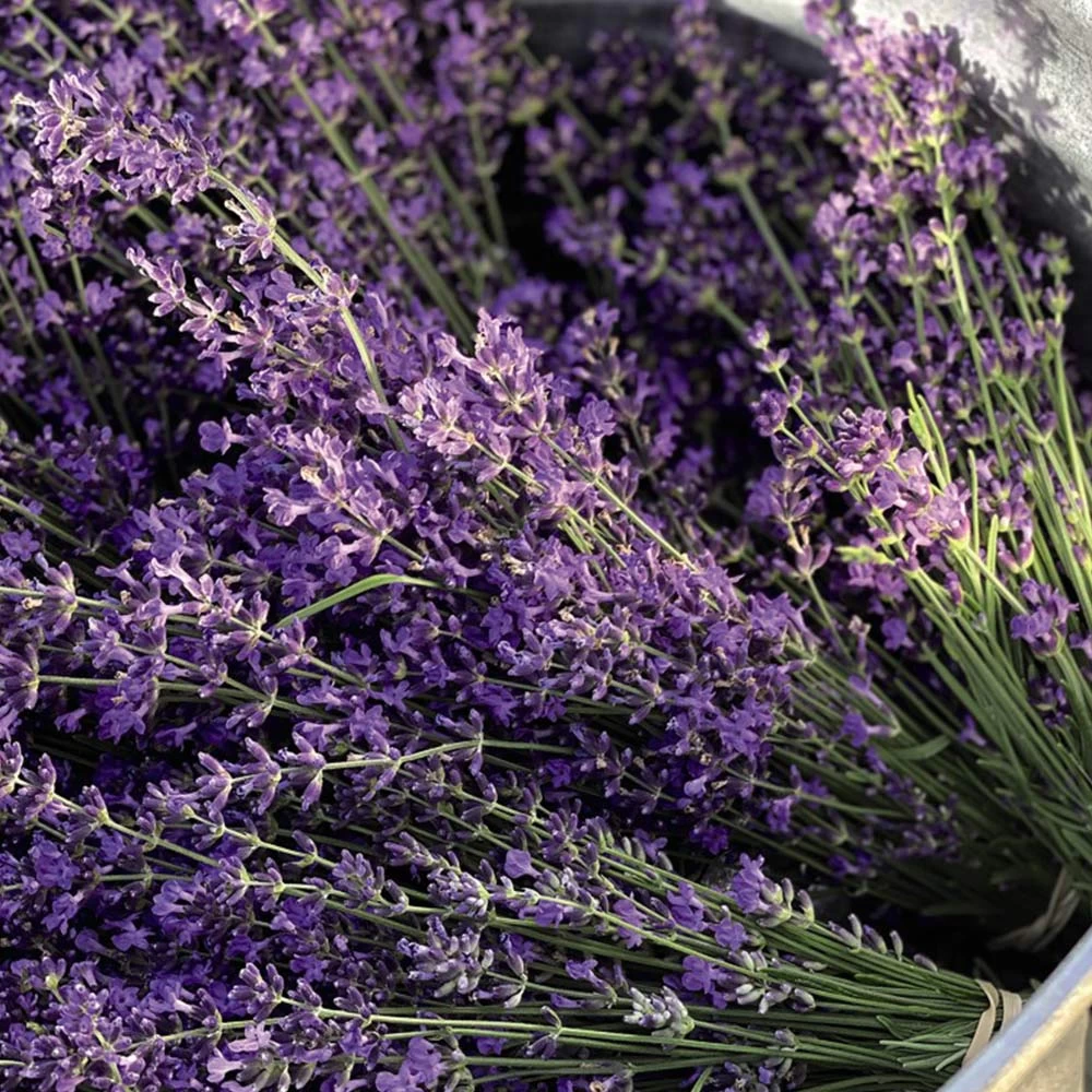 Lavender Plants - Munstead 2 Lavender Plants - Munstead - Image 2