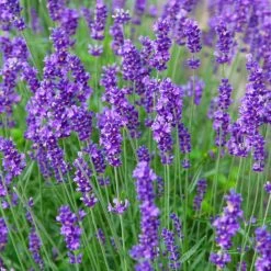 Lavender Plants - Munstead 7 Lavender Plants - Munstead -Dobies LAVE MUNSTEAD L30018