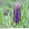 Lavender 'Devonshire Compact'