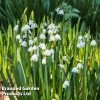 Leucojum Aestivum