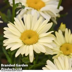 Shasta Daisy 'Banana Cream'