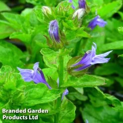Lobelia Siphilitica Blue