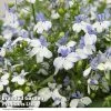 Lobelia Sailor Star