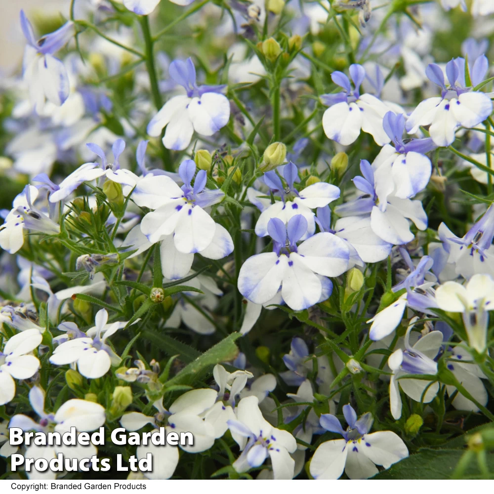 Lobelia Sailor Star 1 Lobelia Sailor Star