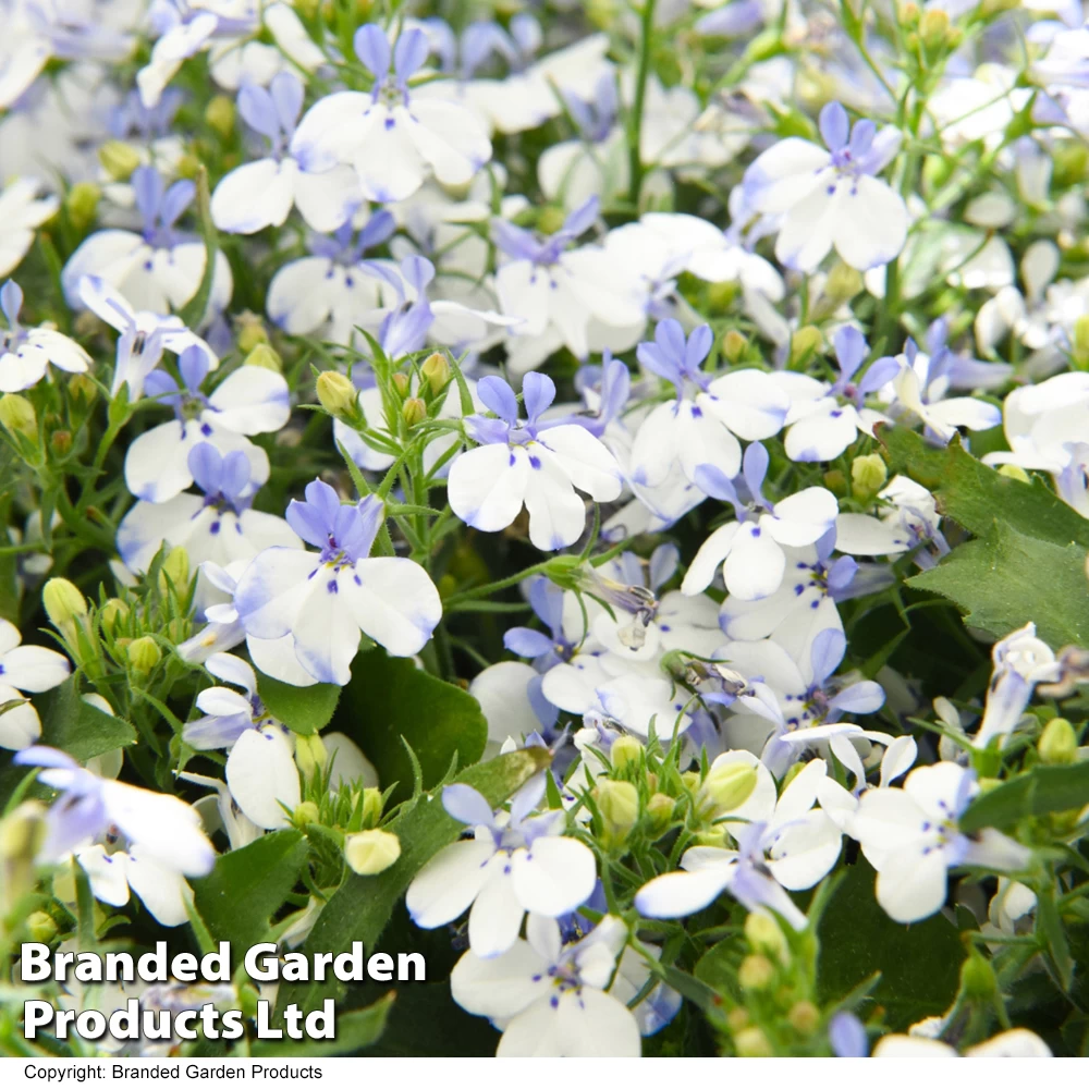 Lobelia Sailor Star 2 Lobelia Sailor Star - Image 2