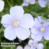 Linum Perenne Blue