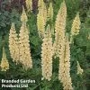 Lupin Chandelier
