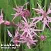 Lychnis Flos-cuculi (Marginal Aquatic)
