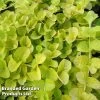 Lysimachia Nummularia Aurea (Marginal Aquatic)