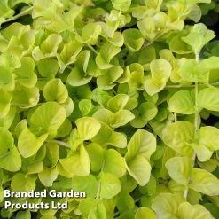 Lysimachia Nummularia Aurea (Marginal Aquatic)