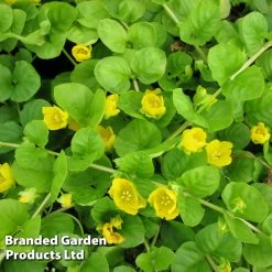 Lysimachia Nummularia (Marginal Aquatic)