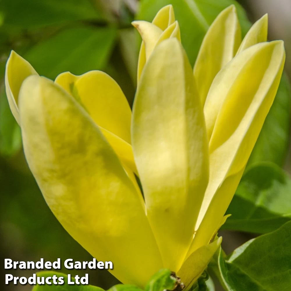 Magnolia 'Daphne' 1 Magnolia 'Daphne'