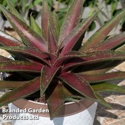 Mangave Trio -Dobies MANG BLAZINGSA S510691