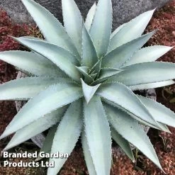 Mangave Trio -Dobies MANG FROSTELEG S510731