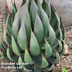 Mangave 'Praying Hands' -Dobies MANG PRAYINGHA S51061