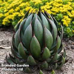 Mangave 'Praying Hands' -Dobies MANG PRAYINGHA S51062