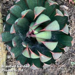 Mangave 'Praying Hands' -Dobies MANG PRAYINGHA S51063