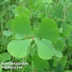 Marsilea Quadrifolia (Oxygenating Aquatic)