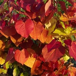 Cercis Canadensis ‘Eternal Flame’® -Dobies MH 76435