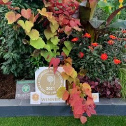 Cercis Canadensis ‘Eternal Flame’® -Dobies MH 76435201