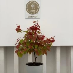 Cercis Canadensis ‘Eternal Flame’® -Dobies MH 76435a202