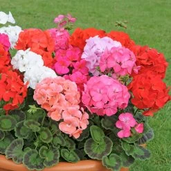 Geranium 'Jackpot Mixed' F1 Hybrid -Dobies MH7829a