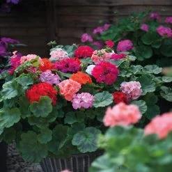 Geranium 'Jackpot Mixed' F1 Hybrid -Dobies MH7829ab