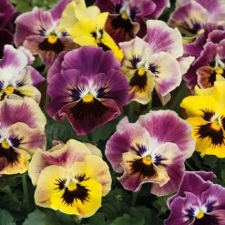 Pansy Plants - Frizzle Sizzle Fire Mixed