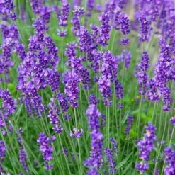 Lavender Duo Hidcote & Munstead -Dobies MH7862