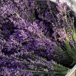 Lavender Duo Hidcote & Munstead -Dobies MH7862c