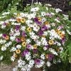 Osteospermum 'Falling Stars™'