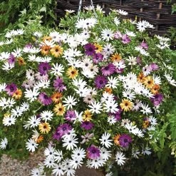 Osteospermum 'Falling Stars™'