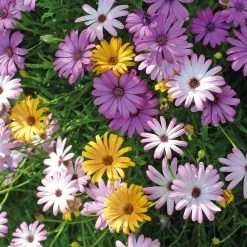 Osteospermum 'Falling Stars™' -Dobies MH7910 a1