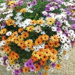 Osteospermum 'Falling Stars™' -Dobies MH7910 b